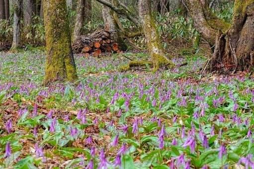 🏞️ 사시마키 습원 미즈바쇼 군생지 이미지 4